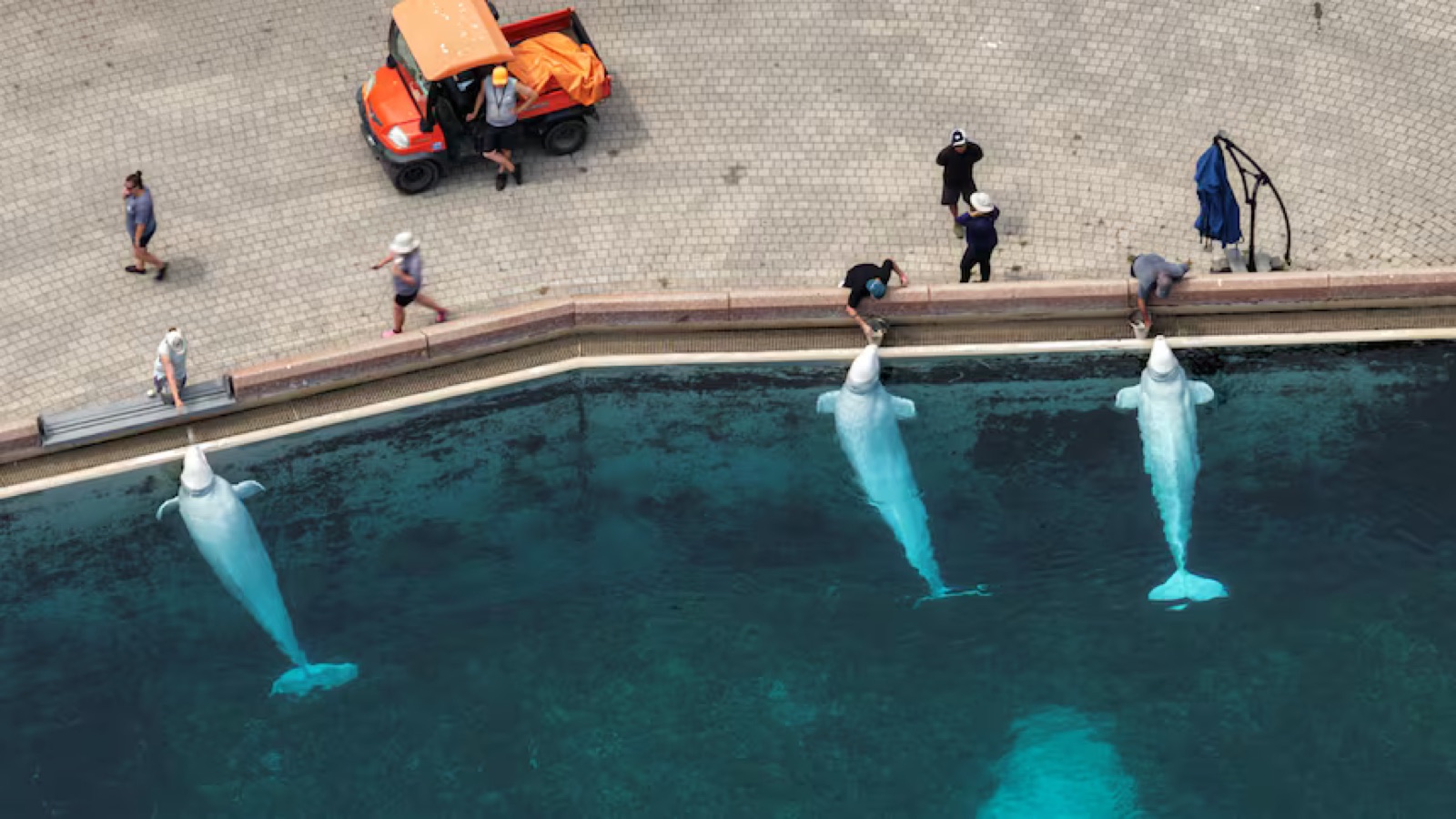 Погибшие в Чикаго белухи Marineland страдали хроническим воспалением ЖКТ ещё до переезда