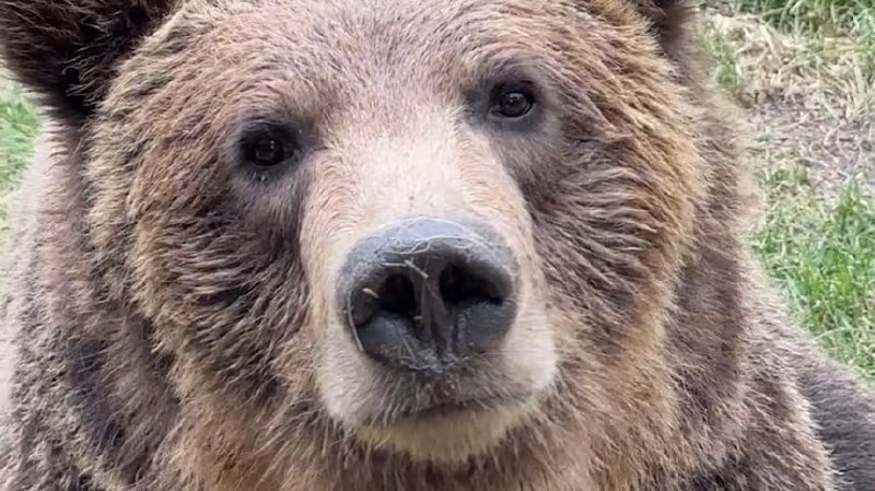 Медведь гризли сбежал из вольера в зоопарке Калгари